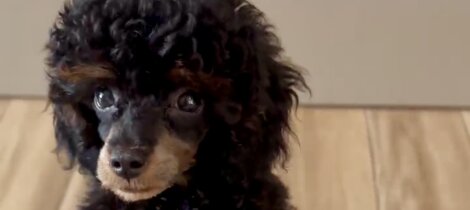 barboncino phantom nero focato black and tan