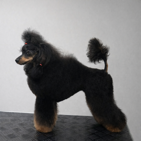 barboncino phantom nero focato black and tan