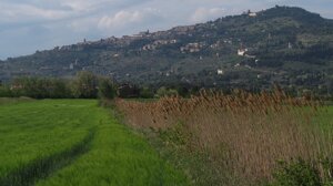 cortona cortona