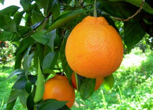 arance rosse Tarocco Siciliane