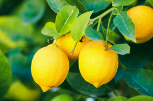 Limoni siciliani Km 0, Roccadia