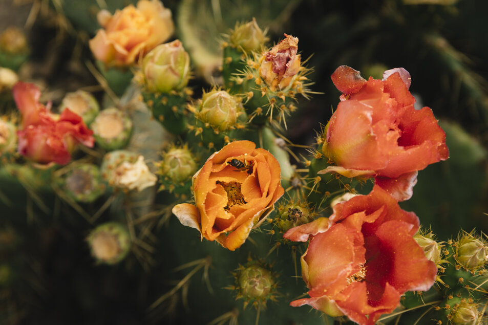 fly-pollinating-prickly-pear-flower.jpeg