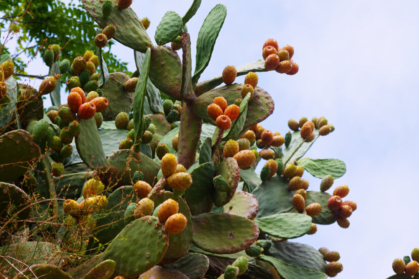 plant-opuntia-ficus-indica.jpeg plant-opuntia-ficus-indica.jpeg