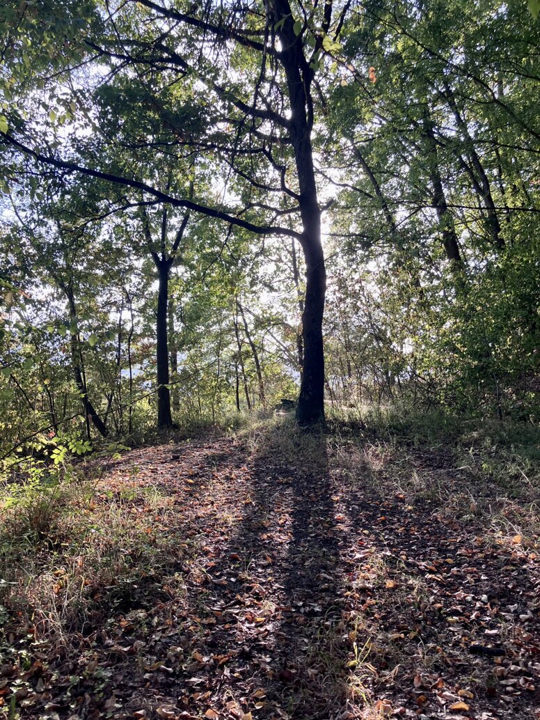 Il Giardino degli Alberi Maestri