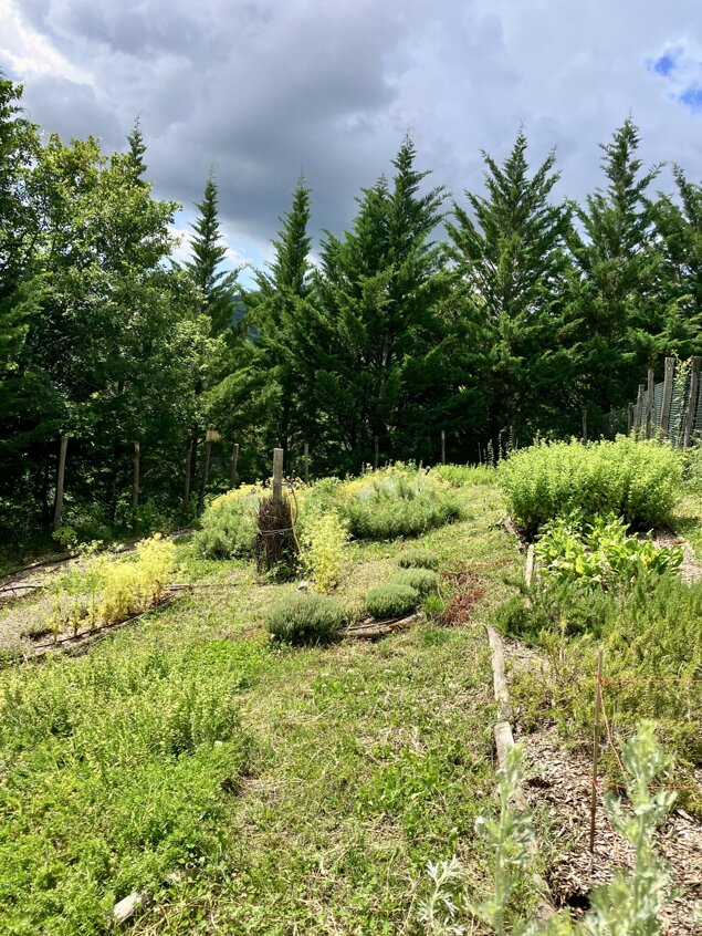 Il Giardino degli Alberi Maestri Il Giardino degli Alberi Maestri