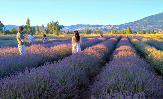 campi di lavanda in Italia, dove vedere la lavanda in Italia, festa della lavanda in Italia