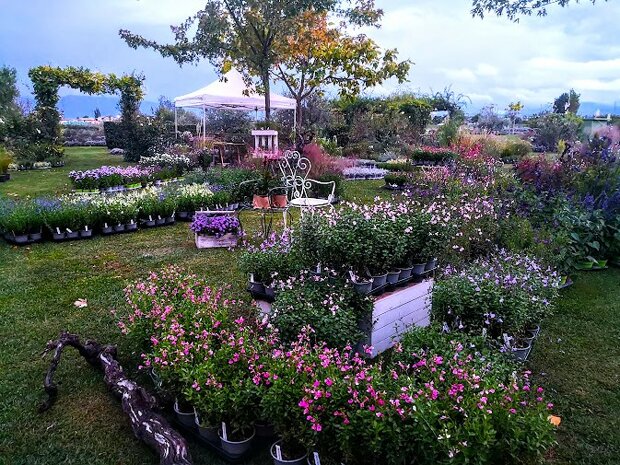 Mostre di florovivaismo Italia, Mostre di piante e fiori Italia, festa della lavanda