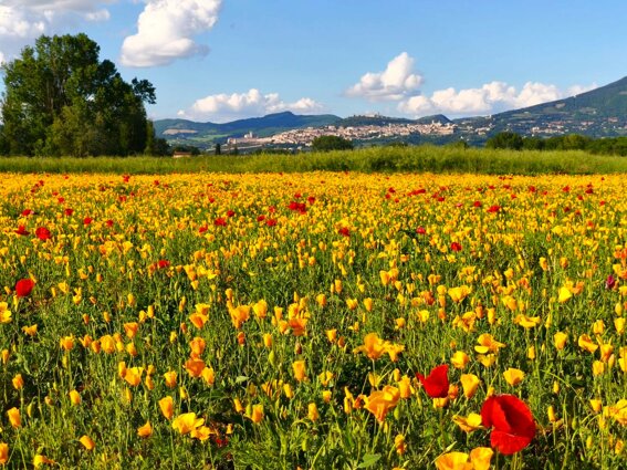 fioriture più belle in italia, fioriture da vedere in italia, fioriture in umbria, campi fioriti da vedere in italia, parchi da visitare in italia, fioriture spettacolari in italia, fioritura dei papaveri in italia p1.jpeg