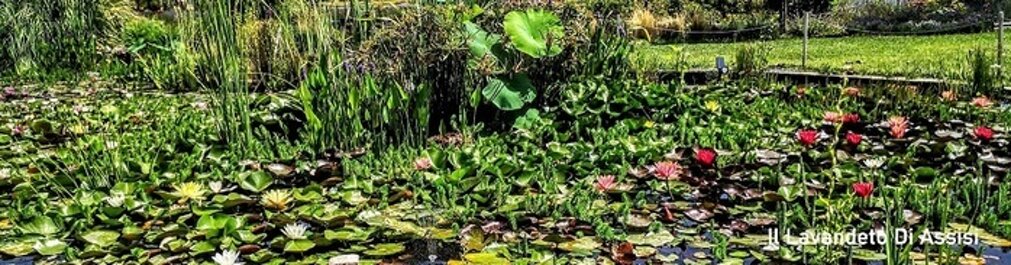 come fare un piccolo Laghetto, laghetto artificiale lavanda