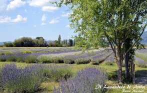 olio_essenziale_di_lavanda_propriet�