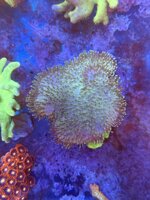 sarcophyton