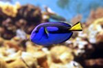 paracanthurus-hepatus