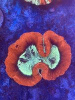 trachyphyllia-geoffroyi-red-and-green