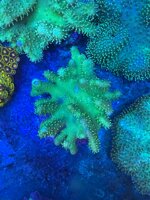 lobophyton-green-fluo