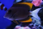 ctenochaetus-tominiensis-xl