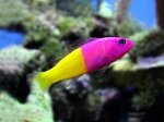 pseudochromis-paccagnellae