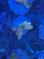 acropora-millepora-sunset