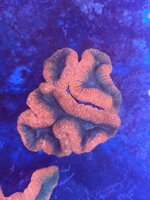 lobophyllia-md