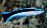 labroides-dimidiatus