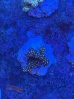 acropora-tricolor