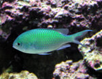 chromis-viridis