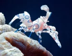 hymenocera-picta