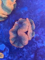 lobophyllia-sm