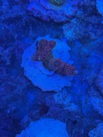 acropora-millepora-pink-rainbow