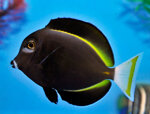acanthurus-nigricans