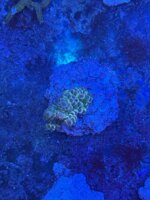 acropora-tenuis-purple-green