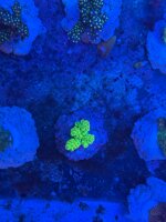 cropora-tenuis-metallic-green
