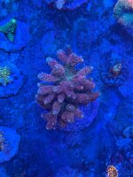 acropora-millepora-wild-pink-rainbow