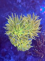 euphyllia-glabrescens-deep-water-holygrail-banana