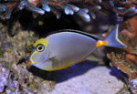 naso-lituratus