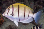 acanthurus-trigostegus