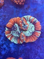 trachyphyllia-geoffroyi-red-green-blue