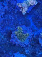 acropora-millepora-green