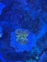 acropora-tenuis-rainbow