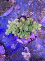 acropora-florida