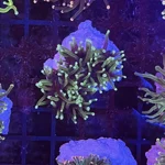 euphyllia-glabrescens-dragon-green
