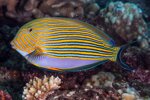 acanthurus-lineatus