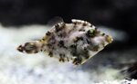 acreichthys-tomentosus
