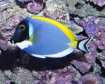 acanthurus-leucosternon
