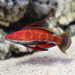 cirrhilabrus-rubriventralis