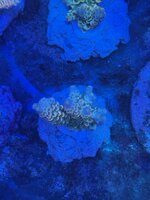 acropora-millepora-rainbow