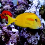 acanthurus-olivaceus