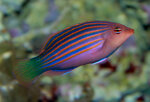 pseudocheilinus-hexataenia