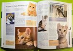 enciclopedia-del-gatto