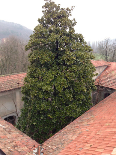 piv voltaggio albero.jpeg