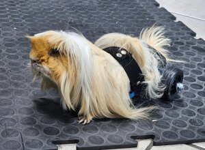 carrellino%20ortopedico%20a%204%20ruote%20per%20cane%20driftdog%20-%20lucky.jpeg